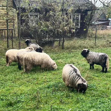 Regionalny Bakowo * Witów