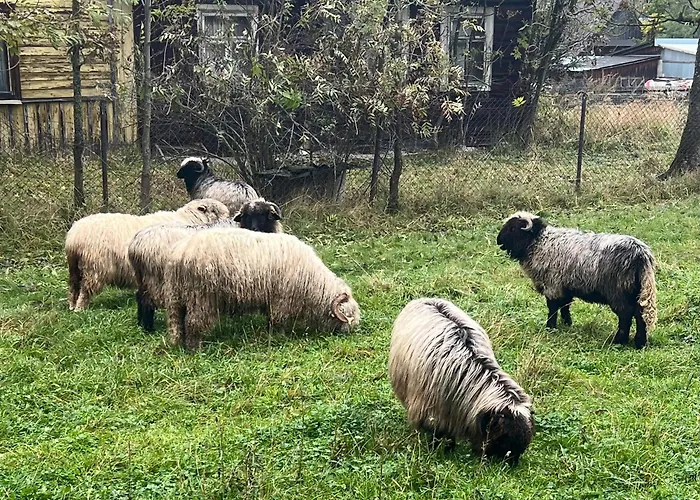 Regionalny Bakowo * Witów